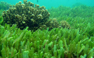 Хлорелла: детокс на клеточном уровне