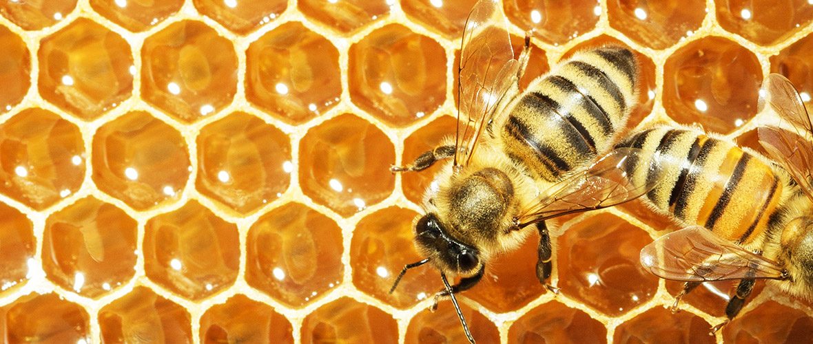 bees