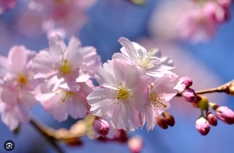 5 лучших мест, где можно увидеть ночное цветение сакуры в Токио
