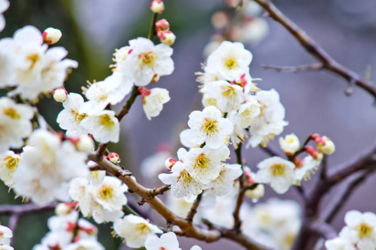 plum flowers japan
