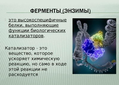 Что такое ферменты