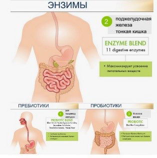 Благоприятное воздействие энзимов
