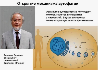 Что такое аутофагия — и почему она так важна после 40–50 лет?